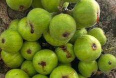 Jaga Kesehatan Tulang, Kulit dan Mata dengan Buah Elo