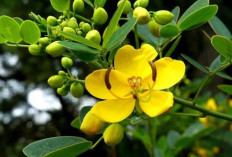 Cegah Obesitas dan Bersihkan Usus dengan Daun Senna 