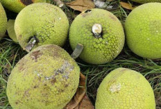 Manfaat dan Keistimewaan Buah Sukun dalam Dunia Kuliner dan Kesehatan