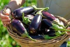 Digunakan Dalam Berbagai Masakan Tradisional : Terong Ungu Ternyata Sayuran yang Kaya Nutrisi!