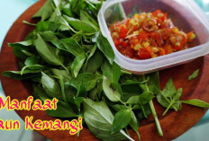 Suka Lalapan? Yuk, Kenali 9 Manfaat Daun Kemangi untuk Kesehatan