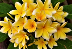 Obati Batuk dan Radang dengan Teh Bunga Kamboja