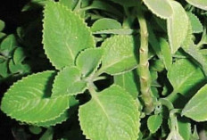 Atasi Ayan, Pusing, dan Saki Kepala dengan Daun Jinten
