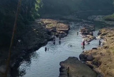Diduga Diracun Putas Oleh Oknum tak BertanggungJawab: Ratusan Ikan Mendadak Mengambang di Sungai Kelingi !