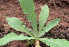 Atasi Kencing Batu dan Batu Ginjal dengan Daun Tempuyung