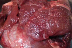 Daging Kuda Ternyata Dapat Menyembuhkan Penyakit Epilepsi dan Rematik