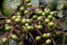 Obati Batu Ginjal dan Batu Empedu dengan Daun Matoa