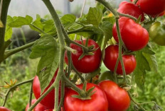 Minuman Berbahan Tomat, Sensasi Segar Kaya Manfaat yang Mulai Dilirik Masyarakat