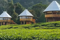 Nyamannya Menginap di The Ciliwung Glamping: Tawarkan Pemandangan Kebun Teh Menyegarkan!