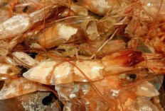 Kulit Udang Bermanfaat Untuk Memperkuat Tulang dan Sendi