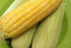 Jagung: Sarapan Pagi Nikmat yang Cocok untuk Program Diet