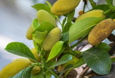 Obati Borok, Sakit Gigi dan Bisul dengan Daun Nangka Kuning 