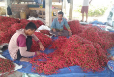 Petani Cabai Ogan Ilir Menjerit : Harga Anjlok, Panen Gagal, Obat-Obatan Melambung  !