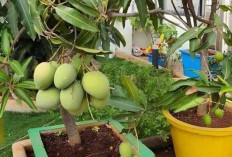 Akar Pohon Mangga Ternyata Dapat Mengatasi Masuk Angin dan Meningkatkan Vitalitas Pria