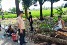 Pohon Tumbang Tutup Akses Jalan di Tiga Kecamatan OKU Timur