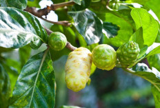 Cegah Hipertensi dan Risiko Stroke dengan Buah Mengkudu Muda