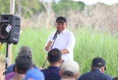 Sumsel Masuk 5 Besar Produsen Beras di Indonesia