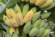 Pisang Raja Dapat Menyehatkan Tulang dan Mata