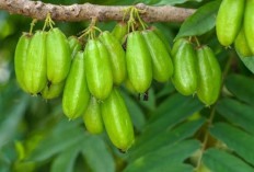 Belimbing Wuluh : Buah Asam yang Kaya Manfaat bagi Kesehatan dan Kuliner