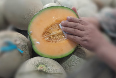 Cantaloupe atau Melon Orange Ternyata Sangat Baik Untuk Ibu Hamil, Karena Bisa Mencegah Hal Ini