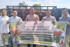 Menjelang Idul Adha 1446 H, SLR Bagikan Sapi Kurban