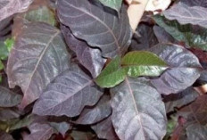 Obati Ambeien dan Bisul dengan Daun Alifuru