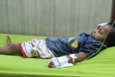 Balita di Prabumulih Jadi Korban Gigitan Anjing, Warga Talang Sako Minta Penanganan Serius dari Pemerintah