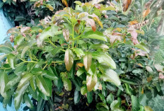 Hancurkan Batu Ginjal dengan Daun Alpukat, Begini Cara Mengolahnya Agar Mendapat Hasil Optimal ! 