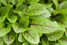 Jaga Kesehatan Hati dan Obati Rematik dengan Daun Rumex