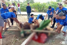 Idul Adha 2025 Serentak pada Jumat, 6 Juni: Pemerintah, Muhammadiyah, NU dan Arab Saudi Sepakat