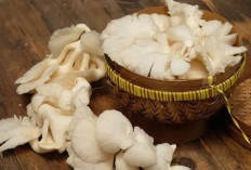 Jamur Tiram Mendukung Program Diet