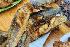 Ikan Lele: Sumber Protein Terjangkau yang Kian Populer di Tengah Masyarakat