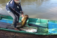 Ikan Apa Saja yang Masih Bertahan di Sungai Musi ? Nomor 2 Mulai Langka dan Harganya Sama dengan Daging Sapi !