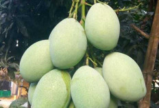 Mangga : Buah Tropis yang Memikat Selera dan Kaya Manfaat