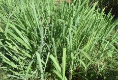 Atasi Insomnia dan Meningkatkan Fungsi Sistem Saraf dengan Daun Serai