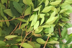 Rahasia Daun Salam : Benarkah Air Rebusannya Ampuh Turunkan Kolesterol?