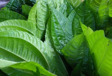 Obati Nyeri Otot, Nyeri Haid dan Sakit Pinggang dengan Daun Pohpohan