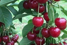 Manfaat dan Keunikan Buah Cherry yang Menyegarkan