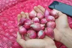 Harga Pangan 6 November 2024 : Bawang Merah hingga Beras Naik, Daging Sapi Turun menjadi Rp133.470