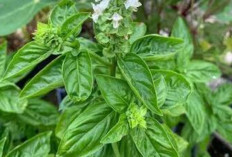 Jaga Kesehatan Kulit dan Tulang dengan Daun Basil