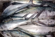 Dukung Perkembangan Otak dan Kecerdasan Anak dengan Ikan Tenggiri