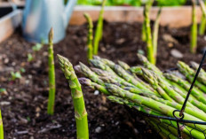 Cegah Batu Ginjal dengan Asparagus 