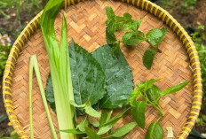 Serai : Tanaman Multifungsi dengan Segudang Manfaat Kesehatan dan Kuliner