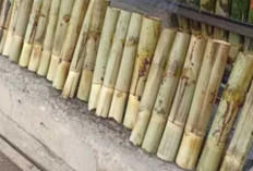 Lemang di Bulan Puasa: Nikmat Tradisi, Perlukah Dibatasi?
