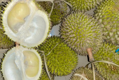 Hati-Hati Makan Durian ! Jangan Makan 16 Jenis Makanan Ini Dalam Waktu Bersamaan atau Setelah Makan Durian