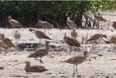 Migrasi Burung hingga Harimau Sumatera : Ini Daya Tarik Taman Nasional Sembilang di Banyuasin !
