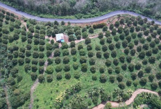 Bukan Thailand Apalagi Malaysia : Sumatera Selatan Punya Kebun Durian Terluas di Indonesia !  