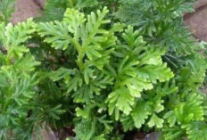 Atasi Varises dan Wasir dengan Daun Cakar Ayam