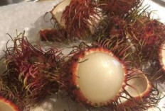Cegah Kebotakan dengan Kulit Rambutan