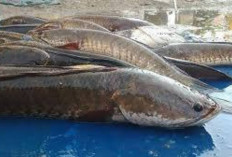 Ikan Gabus Dapat Meningkatkan Kecerdasan Anak 